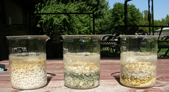 rice experiment